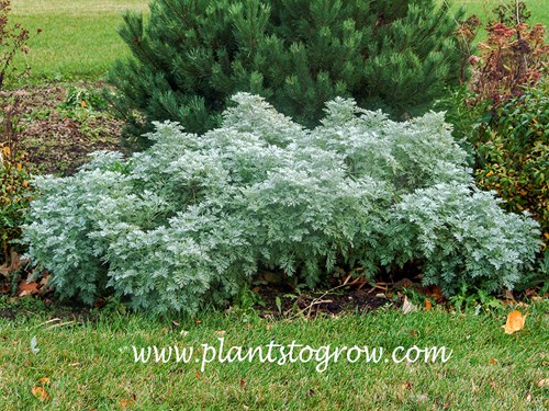 Artemisia Powis Castle (Artemisia)
I used Powis Castle as a focal point in this garden. Two years in a row they died.  Maybe it's the spot or is zone #5 to far north ?